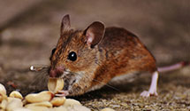 24 Hour & Emergency Exterminators in Mc Connellsburg, PA